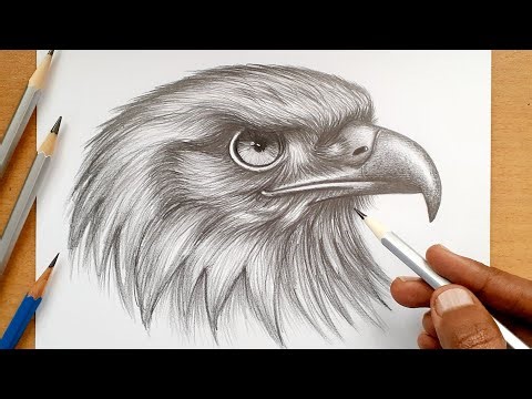 How to draw a realistic eagle in pencil: step-by-step / Timelapse