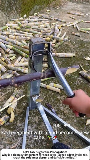 DIY Ring Cutter for Sugarcane Setts – Clean Nodes for Seed Cane 🎋🛠️