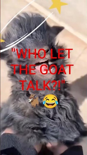 This Goat Won't Stop Yelling! 🐐😂 #shorts #goat
