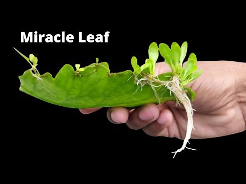 How to grow bryophyllum leaves in water - Pathor kuchi miracle leaf