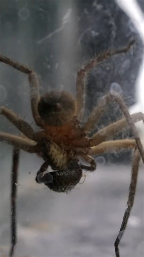 14K views · 225 reactions | Feeding my Hungry Huntsman Spider!  #AntsCanada #ACFamily #antloveforever | AntsCanada | Facebook