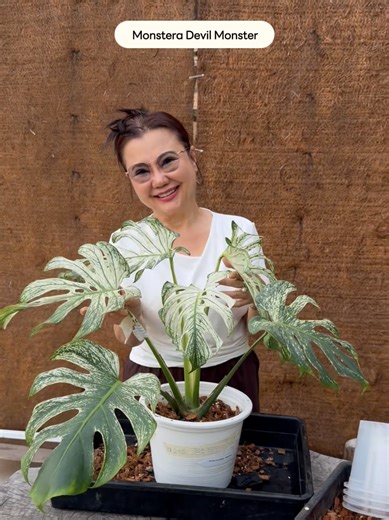 Mama Takes on the Monstera Devil Monster!