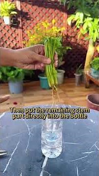 Grow Cilantro Year Round | cilantro propagation | how to grow cilantro | grow coriander at home