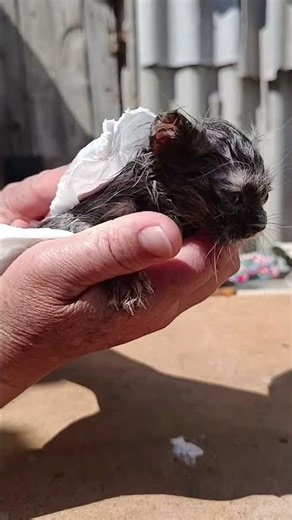 🐱 Drying a Tiny Kitten After a Bath | Cute Kitten Care #shorts