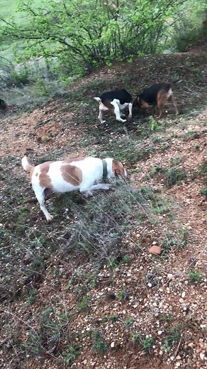 #dog #hunting #hunt #hare #begale #nature #forest #hunter #dogs