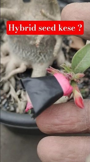 "How to make Adenium Hybrid Seed | Be sure to pay attention to these things during pollination 🌸"