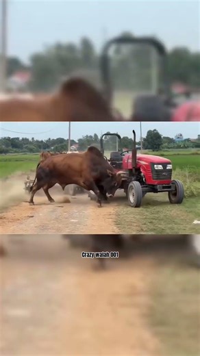 #power of bull on red color ##bull on fire 🔥 #shortvideo #viral
