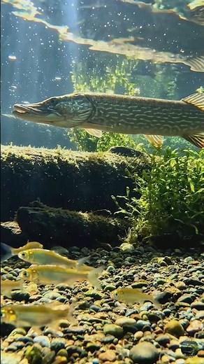 Big Fish Eats Small Fish Underwater 😱 | Nature Is Brutal