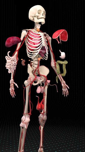 A Full Journey Inside the Human Body 😳🔥 . . Take a full 3D journey inside the human body — from the beating heart and expanding lungs to the liver, stomach, intestines, and the entire vascular system. This animation reveals how every organ is positioned, connected, and protected inside your body, layer by layer. Watch how the diaphragm moves, how the ribs shield the chest, and how the digestive system folds perfectly inside the abdominal cavity. From bones and muscles to arteries, veins, and o
