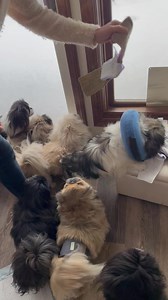 You may have heard, but the south got snow! These are the days when we see who the outdoor lovers are and who politely says, "um... no." We have more footage to come of Pekingese snow dogs! | Liz E.'s Pekingese Rescue and Sanctuary