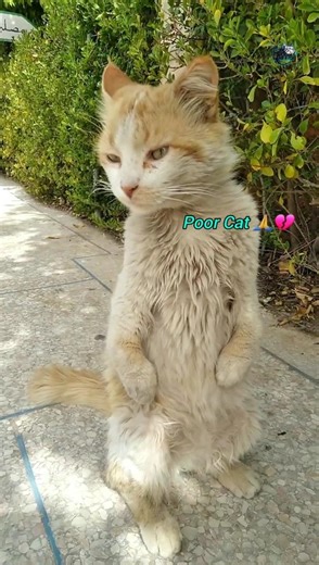 Poor Baby 🙏🐈 #viral #help #kitten #usa #cats #germany #fyp #catvideos #animals #catshorts #catlife