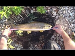 LA TECHNIQUE A GROSSE TRUITE : le mort manié