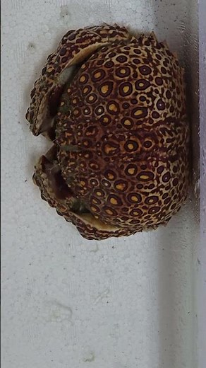 【海の生物観察】ヤマトカラッパ 1