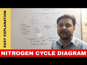 Nitrogen Cycle Easy Explanation - Natural Resources | Class 8 Science // Class 9 Biology