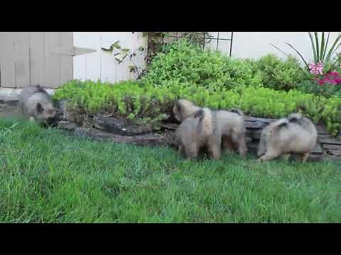 Keeshond Puppies For Sale