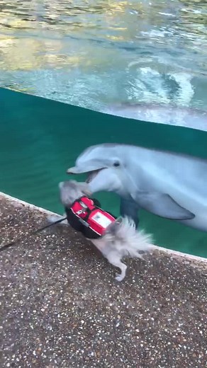 Seaworld Dolphin Show Featuring Baby Dolphins and Service Dogs