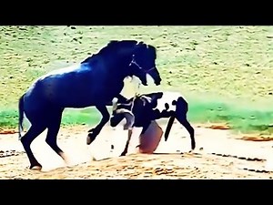 8 MOST UNBELIEVABLE WILD ANIMALS FIGHTS FILMED ON CAMERA