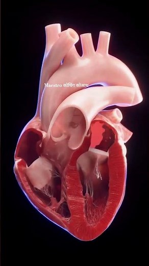 Heart's blood flow and circulation process 3D animation