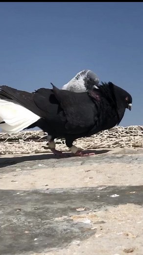 Pigeon in action 🔥 Pigeons sound 🥰 Pigeon Clash #mostviral #petcare #pigeonsport #reels #pigeons #pigeon #AmaZing #viralvideo #action #sound #pigeonsound #actionvideo #viral | Pigeon Clash
