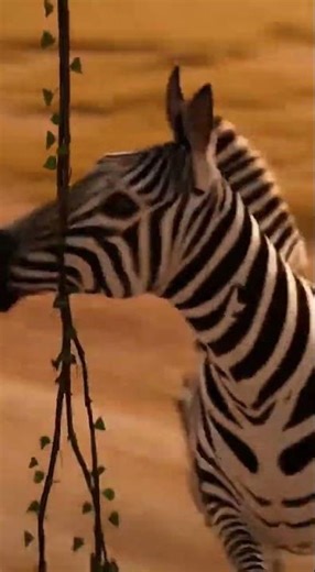 Zebra’s Racing Day 🦓🏁 | Funny 3D Jungle Cartoon | Cheetah vs Zebra Race | Wonder Animations Land