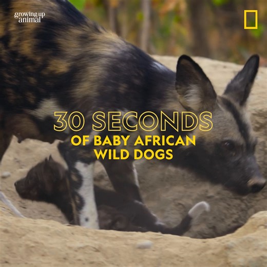 575K views · 18K reactions | If you're having a ruff day, check out these baby wild dogs  #BabyAnimals | National Geographic Animals | Facebook