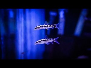 Adding Dwarf Chain Loaches For Snail Control!