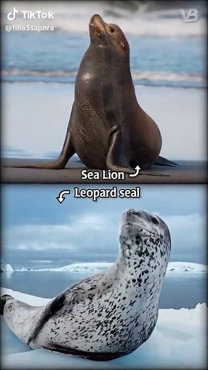 Leopard Seal vs Sea Lion: Understanding the Differences