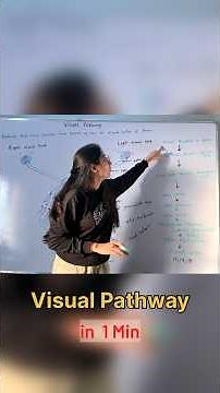 Visual Pathway in 1 minute 😮 #biology #neet #brain