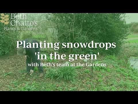 Dividing and replanting snowdrops 'in the green'