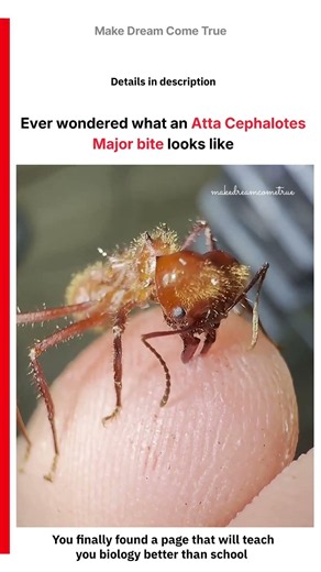🐜 Ever wondered what an 🌿 Atta cephalotes major bite looks like 💥 | MDCT