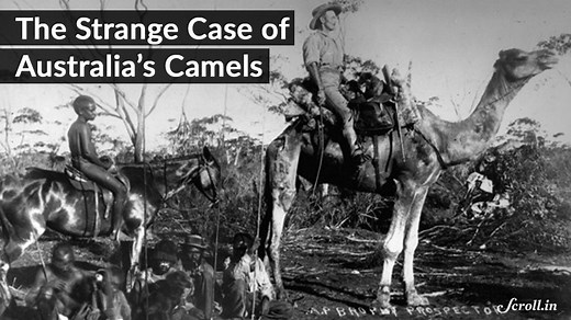 45K views · 179 reactions | The world’s largest population of feral camels is in Australia. But how did they get there? | Scroll | Facebook