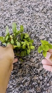 6.4K views · 103 reactions | Get rid of bloated belly, worms and parasites! | Tips and Tricks | Facebook