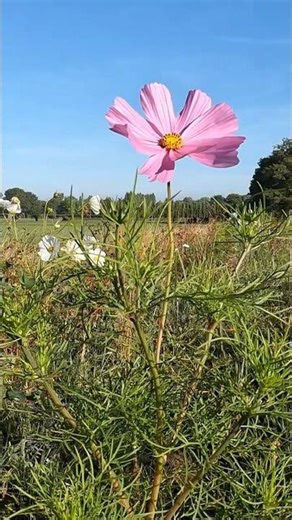 C-47 Skytrain #airplane #aviationlovers #aviation