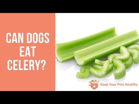 Can Dogs Eat Celery?