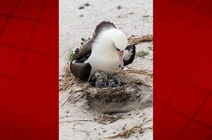Oldest Known Laysan Albatross Hatches Chick | Big Island Now