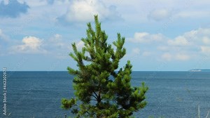 Close view of small pine tree and grass moving in wind by open ocean