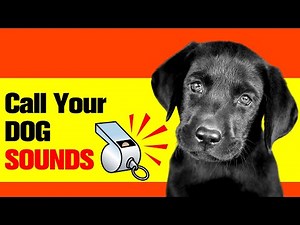 Whistle Sounds To Call your Dog