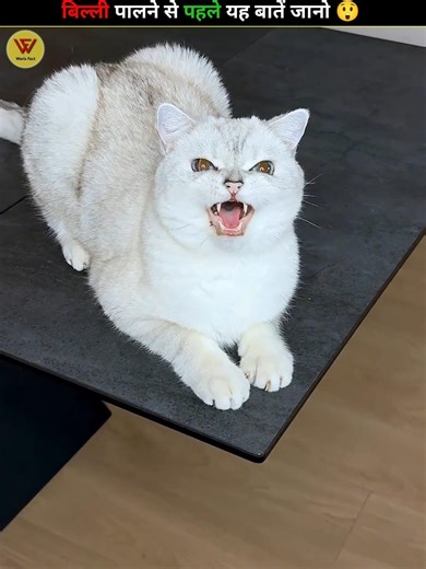 Things to know before getting a cat #facts #shorts