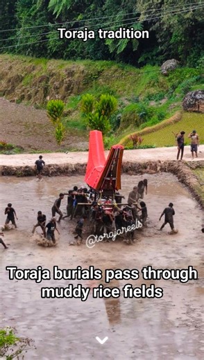 Toraja burials pass through muddy rice fields. This is the funeral tradition of the Toraja people in some, though not all, areas. There is no sadness as the community unites to comfort the grieving family. The coffin is rocked as a final tribute. #tradition #toraja #funeral #burial #extremetradition #viraltradition #manene #FYPWorldwide | Toraja Reels