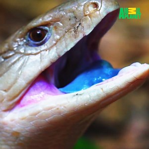 OMG the blue tongue is so wild! | Animal Planet