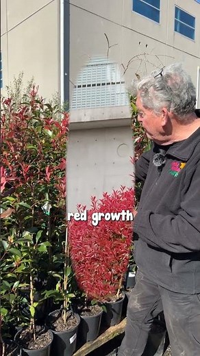 A Hedge that turns BRIGHT Red with New Growth! Photinia Red Robin!