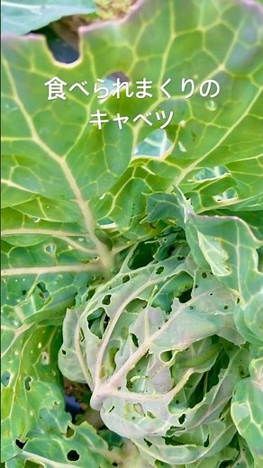 はらぺこあおむし #田舎暮らし#家庭菜園 #自給自足 #nature #無農薬 #オーガニック