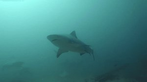4k Sharks Underwater Drone Footage Package Stock Footage Video (100% Royalty-free) 3530384327 | Shutterstock