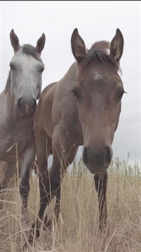 16K views · 240 reactions | Good morning ☀️ #westernhorseman | Western Horseman | Facebook