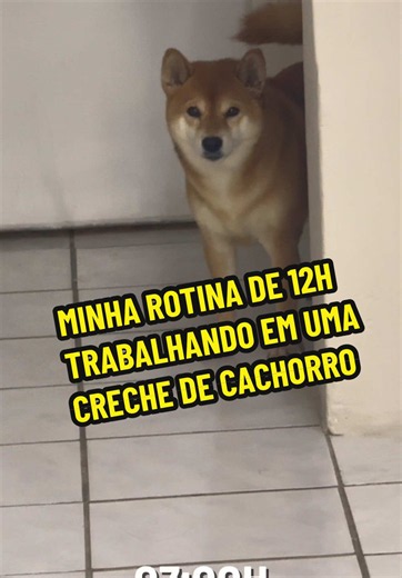 Minha rotina de 12h trabalhando em uma creche de cachorro