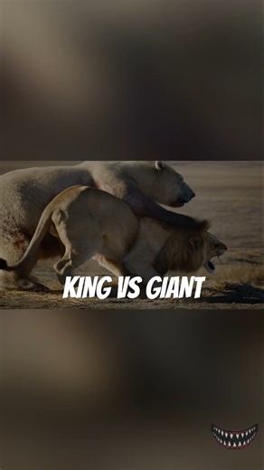 🦁❄️ Lion vs Polar Bear – The Ultimate Predator Clash! 🐻⚔️