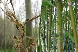 Después de 120 años de crecimiento, un bambú japonés acaba de florecer. Y eso es un problema