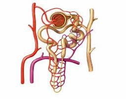 Partes de la nefrona