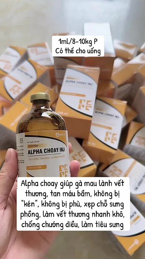 Alpha Choay: Giúp Gà Mau Lành Vết Thương
