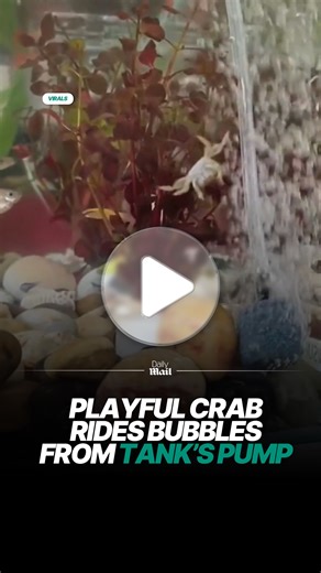 Crab rides stream of bubbles in aquarium tank